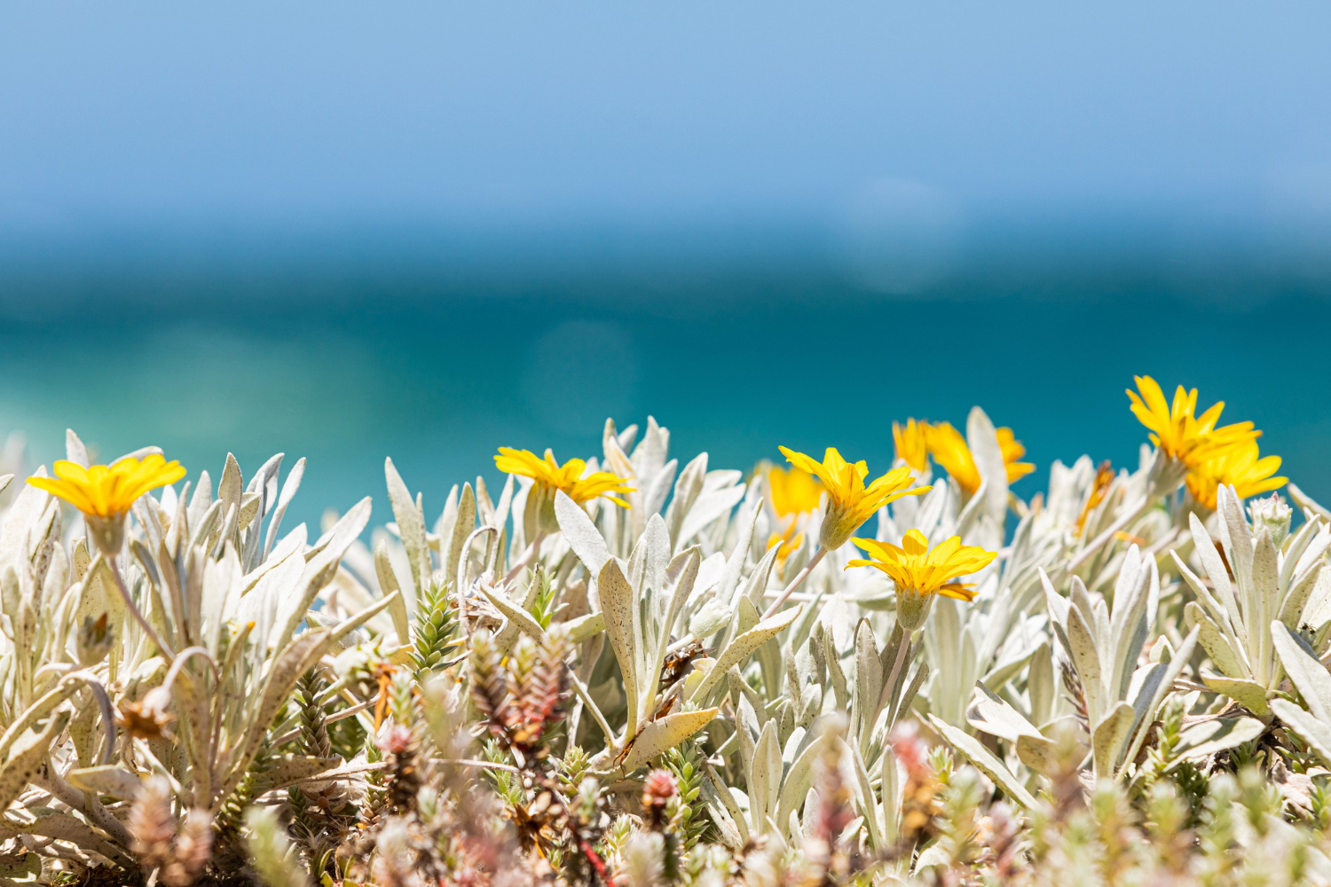 Flower blooming with view of horizon, representing growth and potential